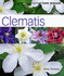 Clematis