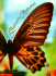 The Butterfly Alphabet (Tr Pb)