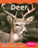 Deer (Woodland Animals)