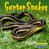 Garter Snakes