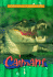 Caimans