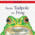 From Tadpole to Frog (Lifecycles (Paperbacks))
