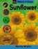 Watch It Grow: Sunflower