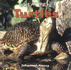 Turtles