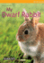 Dwarf Rabbit (My Pet) (My Pet Series)