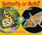 Butterfly Or Moth? : How Do You Know?