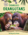 Endangered Orangutans (Wildlife at Risk)