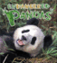 Endangered Pandas