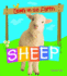 Sheep (Down on the Farm)