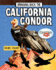 Bringing Back the California Condor (Animals Back From the Brink)