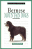 A New Owner's Guide to Bernese Mountain Dogs