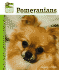 Pomeranians