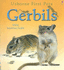 Gerbils (Usborne First Pets)