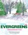 Sugar White Snow and Evergreens: a Winter Wonderland of Color