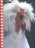 Extraordinary Chickens Spiral Bound Blank Journal