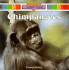 Chimpanzees (My World)