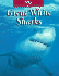 Great White Sharks (the Untamed World)