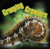 Creeping Crawlers (My First Discovery)