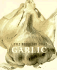 Little Book for Cooks: Garlic