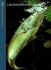 Largemouth Bass (the Hunting & Fishing Library)