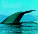 Blue Whales