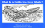 What is a California Grey Whale