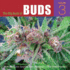 The Big Book of Buds: More Marijuana Varieties From the World's Great Seed Breeders