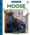 Moose