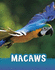 Macaws (Animals)