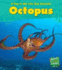 Octopus (Young Explorer: a Day in the Life: Sea Animals)