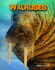 Walruses (Living in the Wild: Sea Mammals)