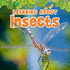 Learning About Insects (the Natural World)