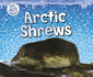 Arctic Shrews (Ice Age Animals)