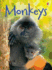 Monkeys (Usborne Beginners)