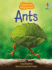 Beginners Ants (Beginners Series)
