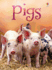 Pigs (Beginners) (Beginners Series)