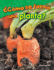 Cmo Se Forma Una Planta? (What Makes a Plant? )