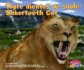 Tigre Dientes De Sable/ Sabertooth Cat (Dinosaurios Y Animales Prehistoricos/Dinosaurs and Prehistoric Animals) (English and Spanish Edition)