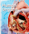 Human Organs