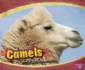 Camels (Pebble Plus: Asian Animals)