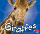 Giraffes [Scholastic] (African Animals)