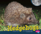 Hedgehogs