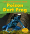 Poison Dart Frog (a Day in the Life: Rain Forest Animals)