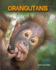 Orangutans (Living in the Wild: Primates)