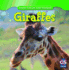 Giraffes