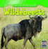 Wildebeests (Animals That Live in the Grasslands)