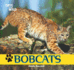 Bobcats (Cats of the Wild)