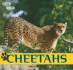 Cheetahs (Cats of the Wild)