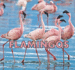 Flamingos (Safari Animals)