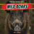 Wild Boars (Ferocious Fighting Animals)